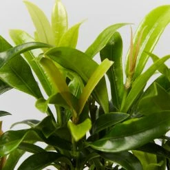 Shrubs Pool Friendly Plants Tropical Mixed Pack Of Outdoor Plants