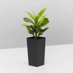 Shrubs Ixora Dwarf Orange