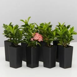 Shrubs Ixora Dwarf Pink