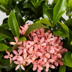 Shrubs Ixora Dwarf Pink