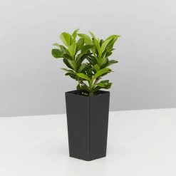 Shrubs Ixora Dwarf Pink