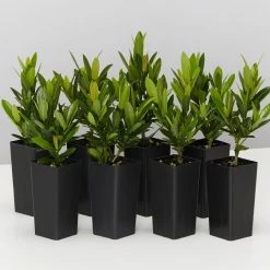 Shrubs Ixora Dwarf Red