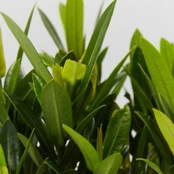 Shrubs Ixora Dwarf Red