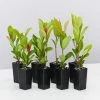 Shrubs Ixora Prince Of Orange Medium Hedge Pack