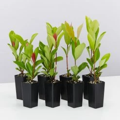 Shrubs Ixora Prince Of Orange Medium Hedge Pack