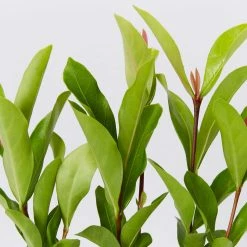 Shrubs Ixora Prince Of Orange Medium Hedge Pack