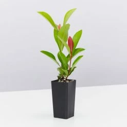 Shrubs Ixora Prince Of Orange Medium Hedge Pack