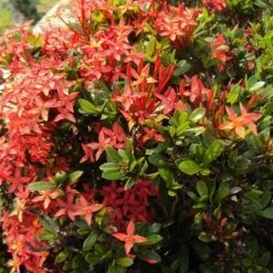 Shrubs Ixora Dwarf Red