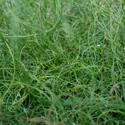 Indoor Garden Juncus Effusus Spiralis Border Plants