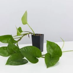 Indoor Garden Epipremnum Aureum Jade Pothos