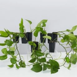 Indoor Garden Epipremnum Aureum Jade Pothos