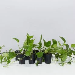 Indoor Garden Epipremnum Aureum Jade Pothos