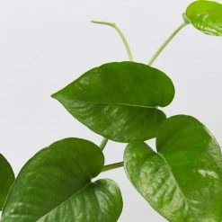 Indoor Garden Epipremnum Aureum Jade Pothos