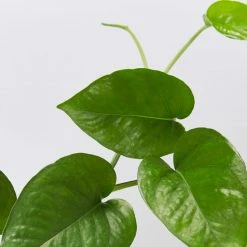 Indoor Garden Pothos Mixed Houseplant Pack 85mm Plant Packs