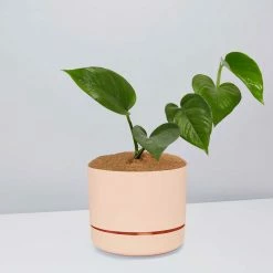 Pot + Plant Gift Box Jade Pothos - Pot + Plant + Soil
