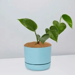 Pot + Plant Gift Box Jade Pothos - Pot + Plant + Soil