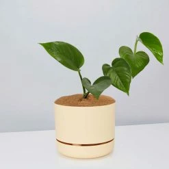 Pot + Plant Gift Box Jade Pothos - Pot + Plant + Soil