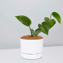 Pot + Plant Gift Box Jade Pothos - Pot + Plant + Soil