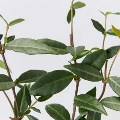 Shrubs Japanese Star Jasmine