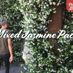 Shrubs Ground Covers Mixed Jasmine Pack