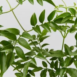 Shrubs Jasmine Polyanthum Pink Jasmine Climber Pack Ground Covers