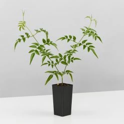 Shrubs Jasmine Polyanthum Pink Jasmine Climber Pack Ground Covers