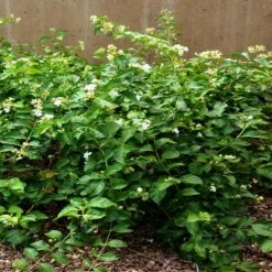 Shrubs Full Sun Jasminum 'Grand Duke Of Tuscany'