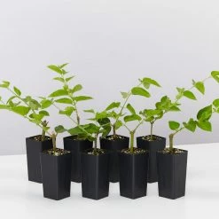 Shrubs Jasminum Sambac "Arabian Jasmine" Full Sun