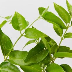 Shrubs Jasminum Sambac