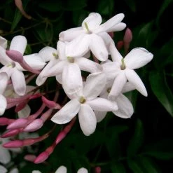 Shrubs Jasmine Polyanthum Pink Jasmine Climber Pack Ground Covers