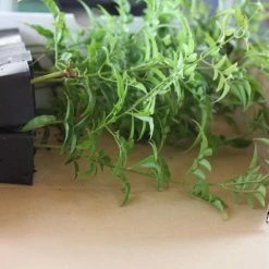 Shrubs Jasmine Polyanthum Pink Jasmine Climber Pack Ground Covers