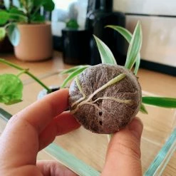 Fernland Jiffy Seed Pellet Outdoor Accessories