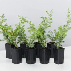 Shrubs Ground Covers Juniperus Conferta