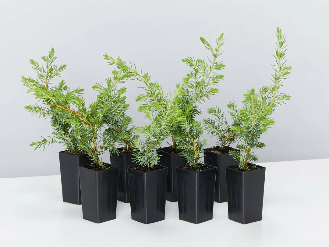 Shrubs Ground Covers Juniperus Conferta 3 Shrubs Ground Covers Juniperus Conferta