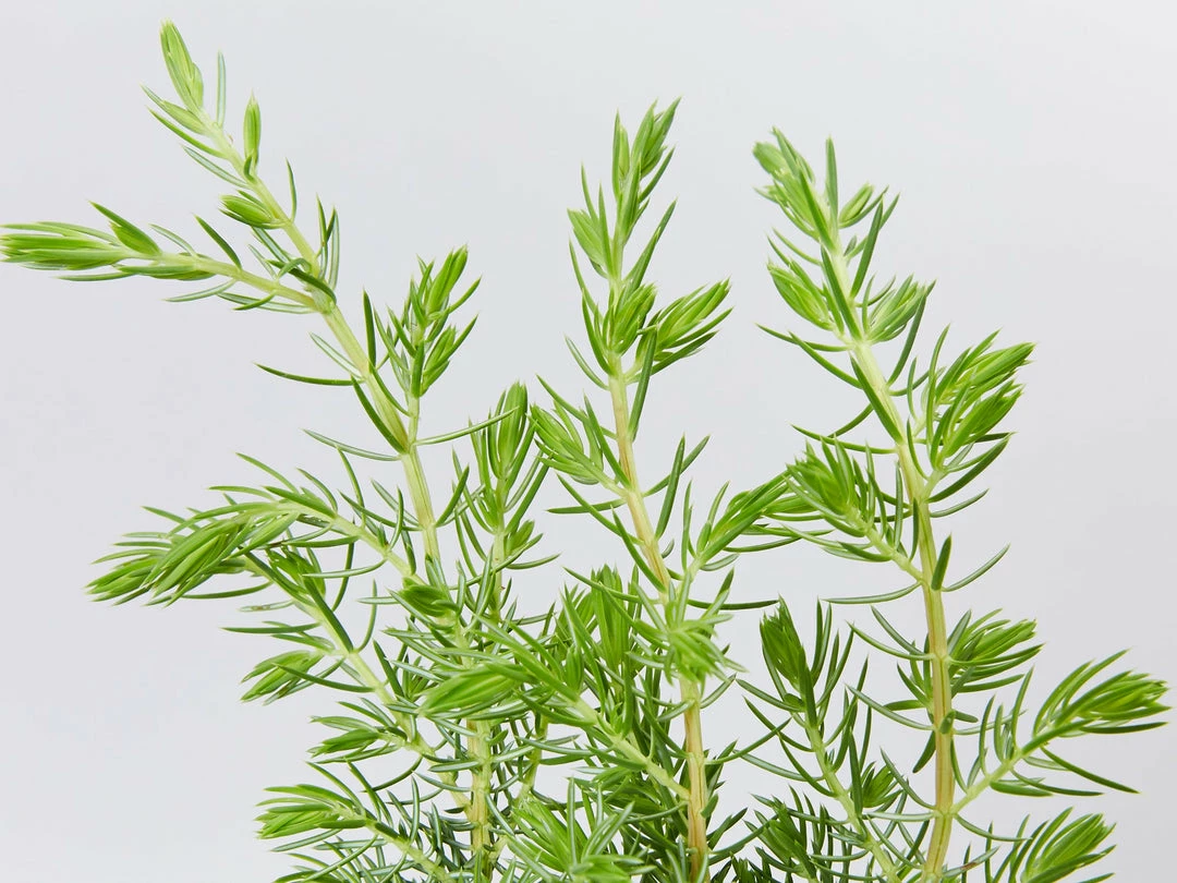 Shrubs Ground Covers Juniperus Conferta 4 Shrubs Ground Covers Juniperus Conferta