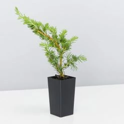 Shrubs Ground Covers Juniperus Conferta 9 Shrubs Ground Covers Juniperus Conferta