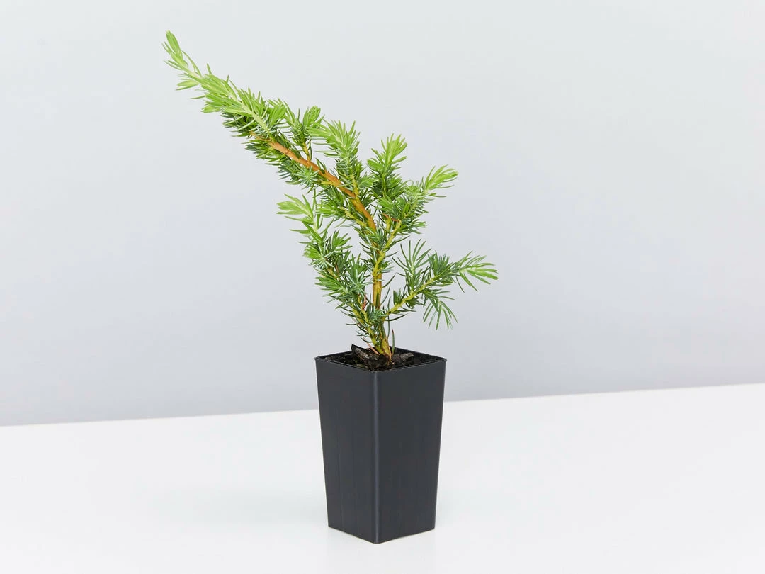 Shrubs Ground Covers Juniperus Conferta 5 Shrubs Ground Covers Juniperus Conferta