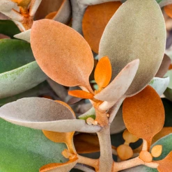 Succulents Kalanchoe Orgyalis