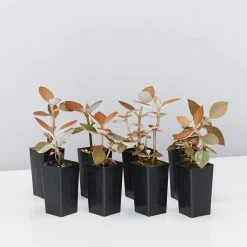 Succulents Kalanchoe Orgyalis