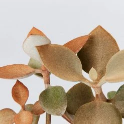 Succulents Kalanchoe Orgyalis