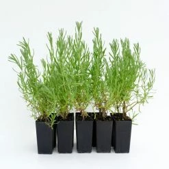 Shrubs Lavender Avonview