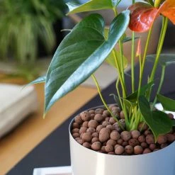 LECA - Canna Aqua Clay Balls 1L Bags Outdoor Accessories 15 LECA - Canna Aqua Clay Balls 1L Bags Outdoor Accessories