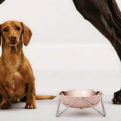 Bendo Lux Cat Bowls - Mix 'n' Match