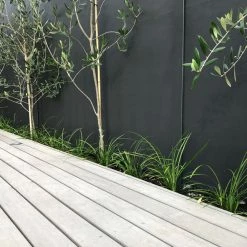 Shrubs Border Plants Liriope Evergreen Giant Plant (Grass-Like) Packs