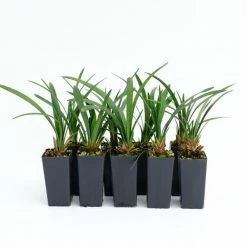 Shrubs Liriope Muscari Samantha