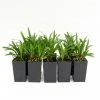 Shrubs Liriope Muscari 'Royal Purple' Border Plants