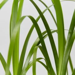 Ozbreed Lomandra Hystrix 'Tropic Cascade' Pbr