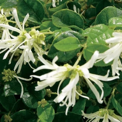 Hedge Loropetalum "White Fringe Flower" Shrubs 9 Hedge Loropetalum