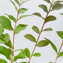 Shrubs Crepe Myrtle (Lagerstroemia Acoma)