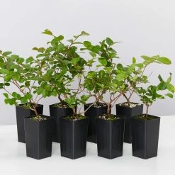 Shrubs Lagerstroemia Indica Infinitini Magenta